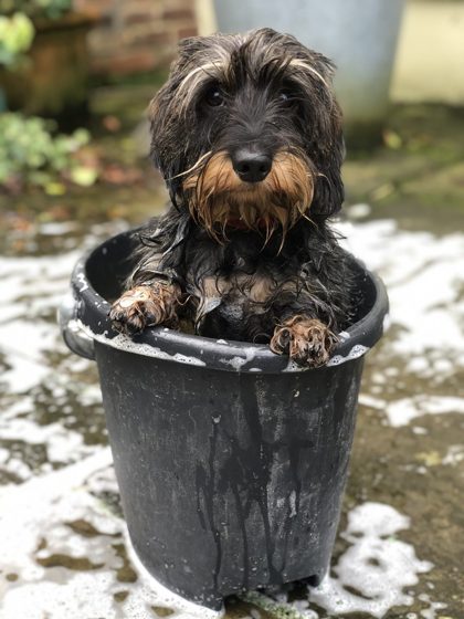 Ivy, a wire-haired dachshund, mid-bath in a bucket